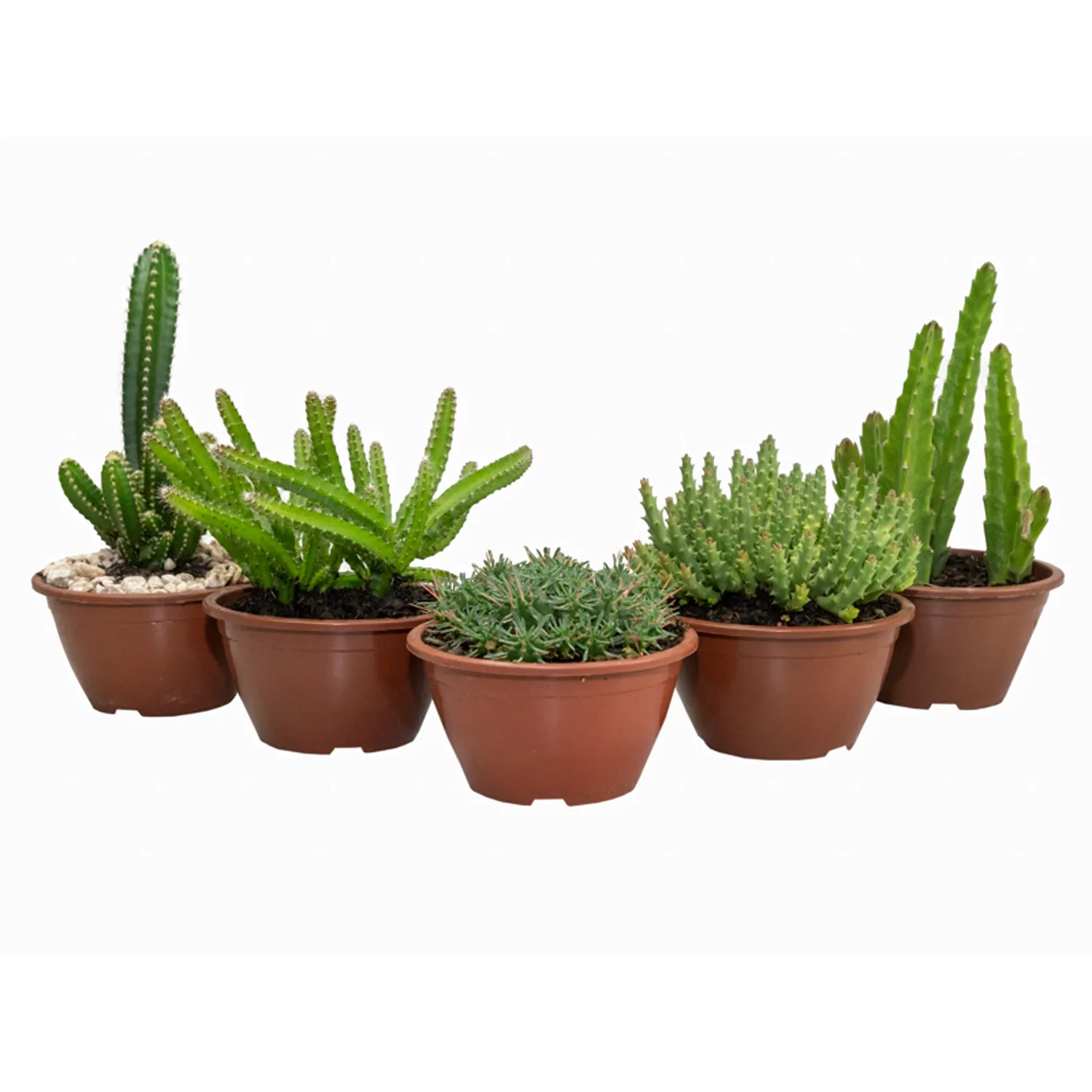Cacto-Variado-Planta-Natural-Cuia-13