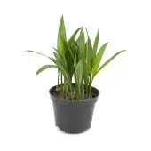 Palmeira Areca Bambu Planta Natural Pote 11