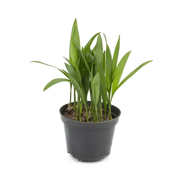 Palmeira Areca Bambu Planta Natural Pote 11 Único