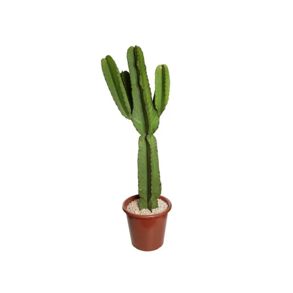Cactus Mandacaru Planta Natural Pote 17 Único