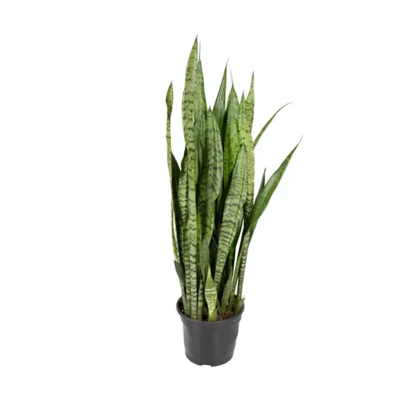 Espada-de-São-Jorge Planta Natural Pote 20 Único