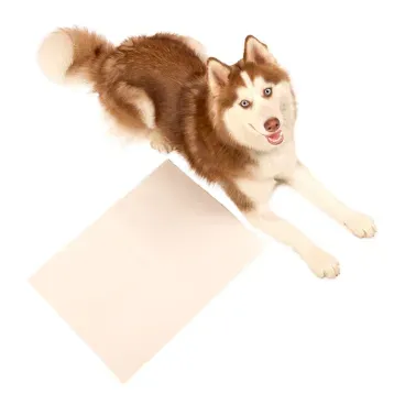 Jornal-Liso-para-Pet-Pets-Paper-50-Folhas-Husky-Deitado