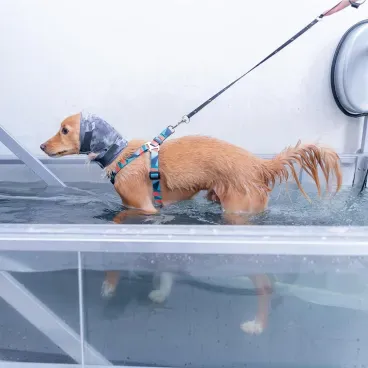 Cachorro-usando-o-Protetor-para-Ouvidos-Oto-Calm-Protector-para-Caes-Pet-Med-Cinza-como-protecao-contra-agua