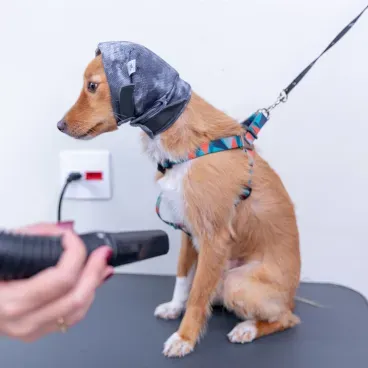 Cachorro-usando-o-Protetor-para-Ouvidos-Oto-Calm-Protector-para-Caes-Pet-Med-Cinza-para-protecao-contra-barulho