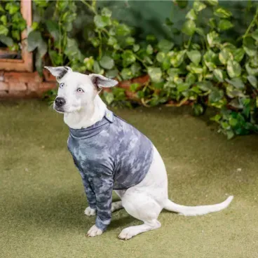 Pet-no-jardim-e-usando-o-Protetor-para-Membros-Anterior-e-Peito-para-Caes-Pet-Med