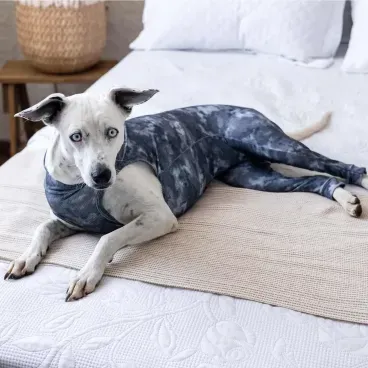 Pet-deitado-na-cama-e-usando-o-Protetor-para-Membros-Posteriores-para-Caes-Pet-Med