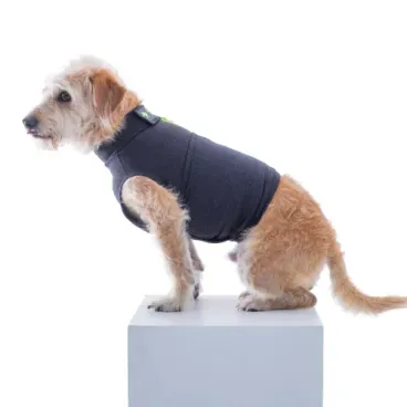 Pet-sentado-usando-o-Colete-Calm-Pet-para-Caes-Pet-Med-Chumbo