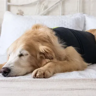 Pet-dormindo-e-usando-o-Colete-Calm-Pet-para-Caes-Pet-Med-Chumbo