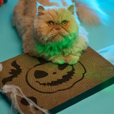 Arranhador-Abobora-com-Catnip-Savana-unico-foto-do-gato-em-cima-do-arranhador