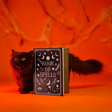 Arranhador-Livro-com-Catnip-Savana-unico-foto-de-gato-preto-junto-ao-arranhador