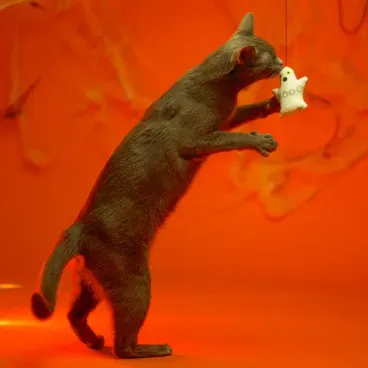 Brinquedo-Varinha-com-Fantasma-Savana-unico-gato-brincando-com-a-varinha-fantasma