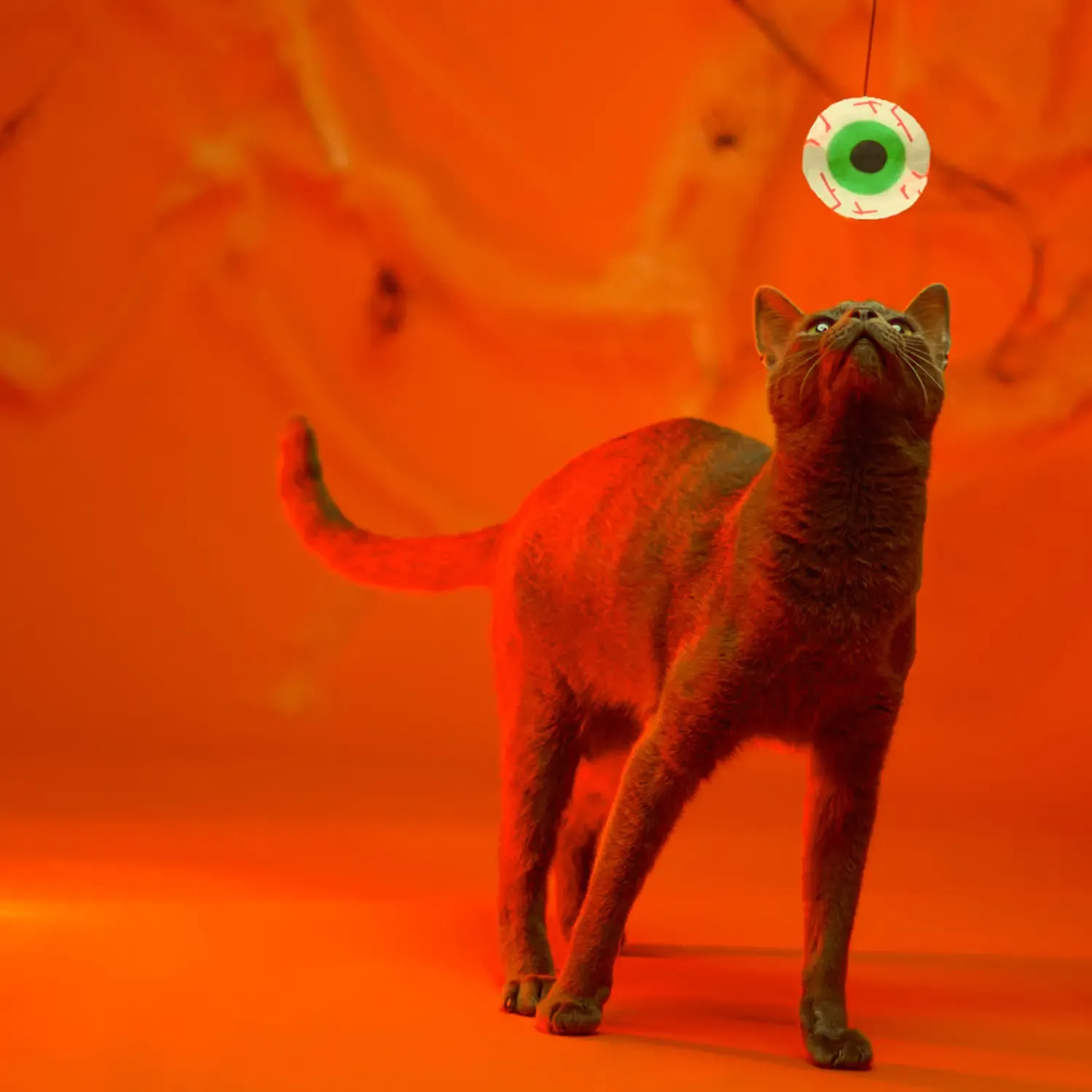 Brinquedo-Varinha-com-Olho-Savana-unico-gato-brincando-com-a-varinha-