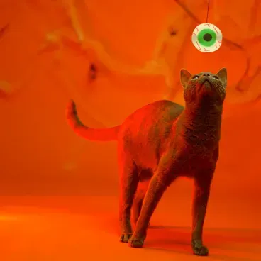 Brinquedo-Varinha-com-Olho-Savana-unico-gato-brincando-com-a-varinha-