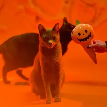 Brinquedo-Pelucia-Sorvete-Abobora-Savana-unico-foto-de-mao-segurando-o-brinquedo-perto-de-dois-gatos