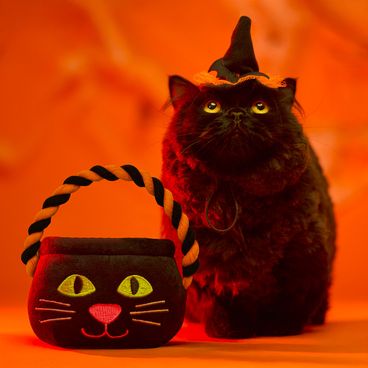 Brinquedo-Pelucia-Caldeirao-Gato-Preto-Savana-unico-foto-de-gato-com-o-caldeirao-de-pelucia-do-halloween