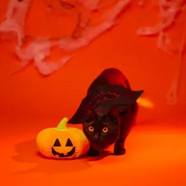 Brinquedo-Pelucia-Abobora-Savana-unico-gato-com-a-pelucia-de-abobora