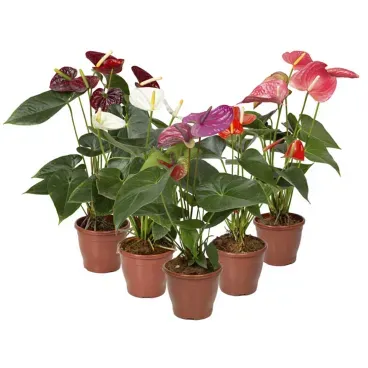 Anthurium-Variado-pote15