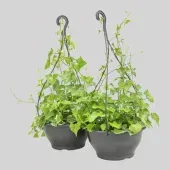 Hedera Variado Premium Planta Natural Cuia 21