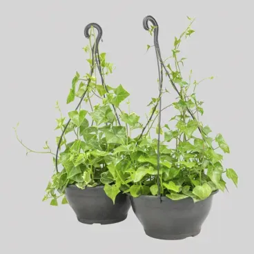 HEDERA-VARIADO-C21-PREMIUM
