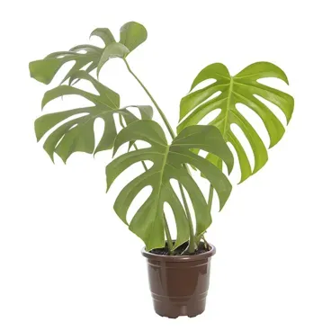 MONSTERA-DELICIOSA-pote-17