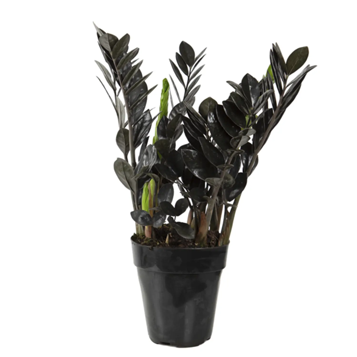 ZAMIOCULCAS-BLACK-DOWON-Pote-15