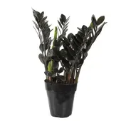 Zamioculcas Black Dowon Planta Natural Pote 15