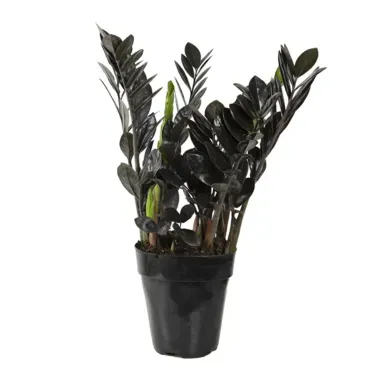 ZAMIOCULCAS-BLACK-DOWON-Pote-15