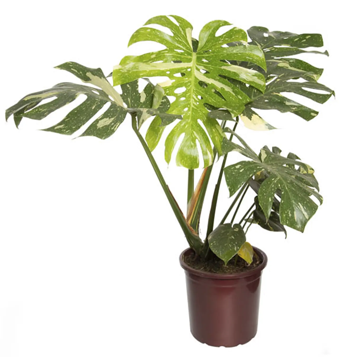 Monstera Thai Constellation Planta Natural Pote 18