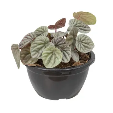 PEPEROMIA-CAPERATA-Cuia-13