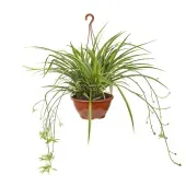 Clorofito Planta Natural C21