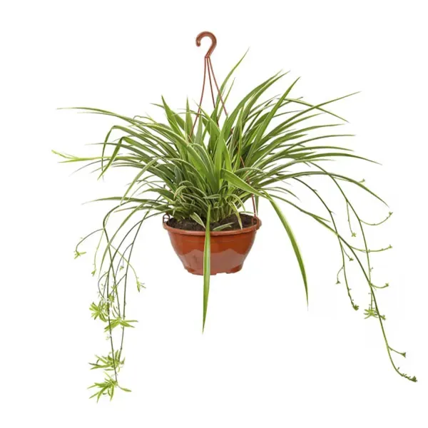 Clorofito Planta Natural C21 Único