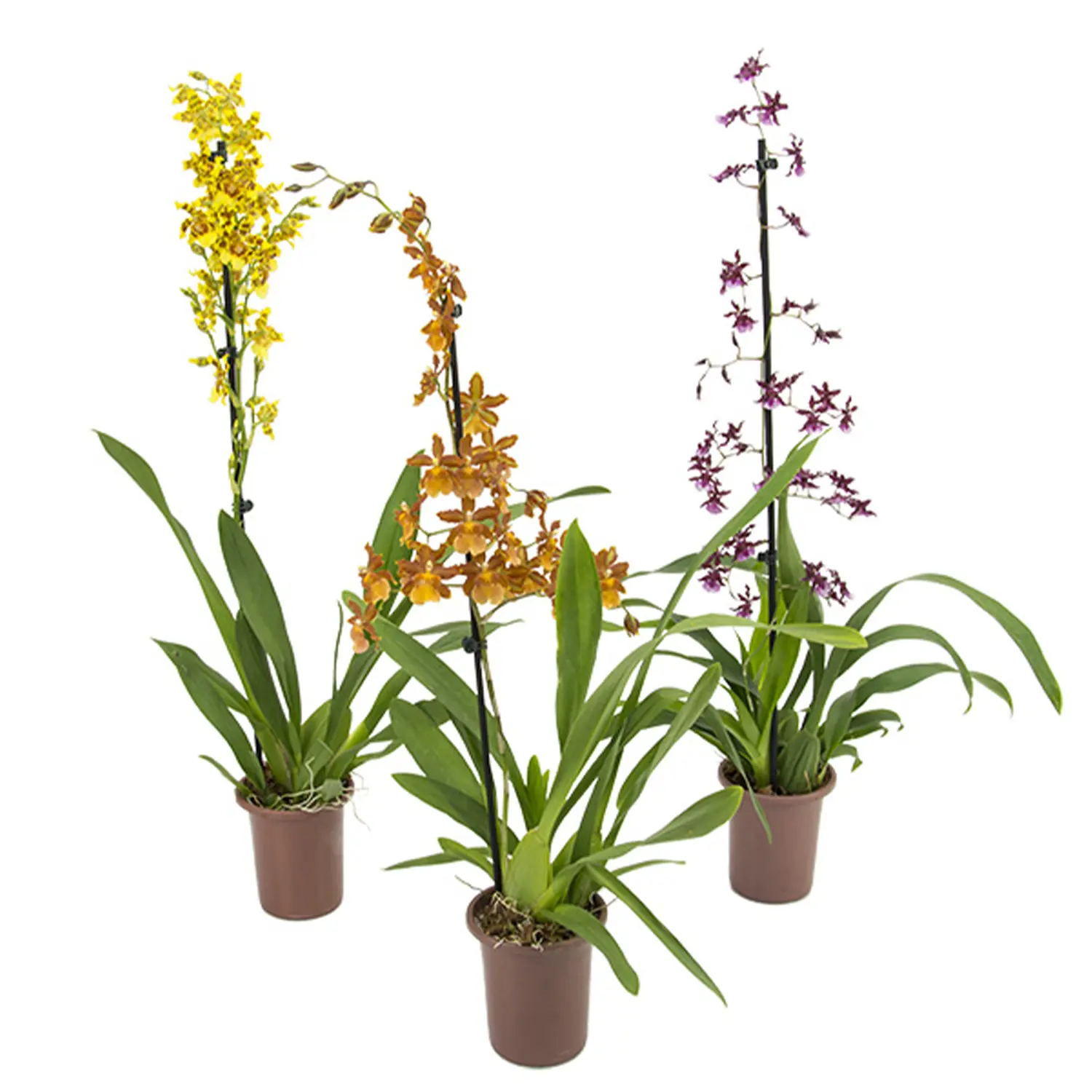 ORQUIDEA-HAWAIIAN-Pote-9