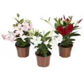 Dipladênia Planta Natural Pote 15