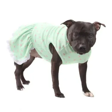 vestido-lacinhos-verde-PP-bichino-chic-com-pet-de-pe
