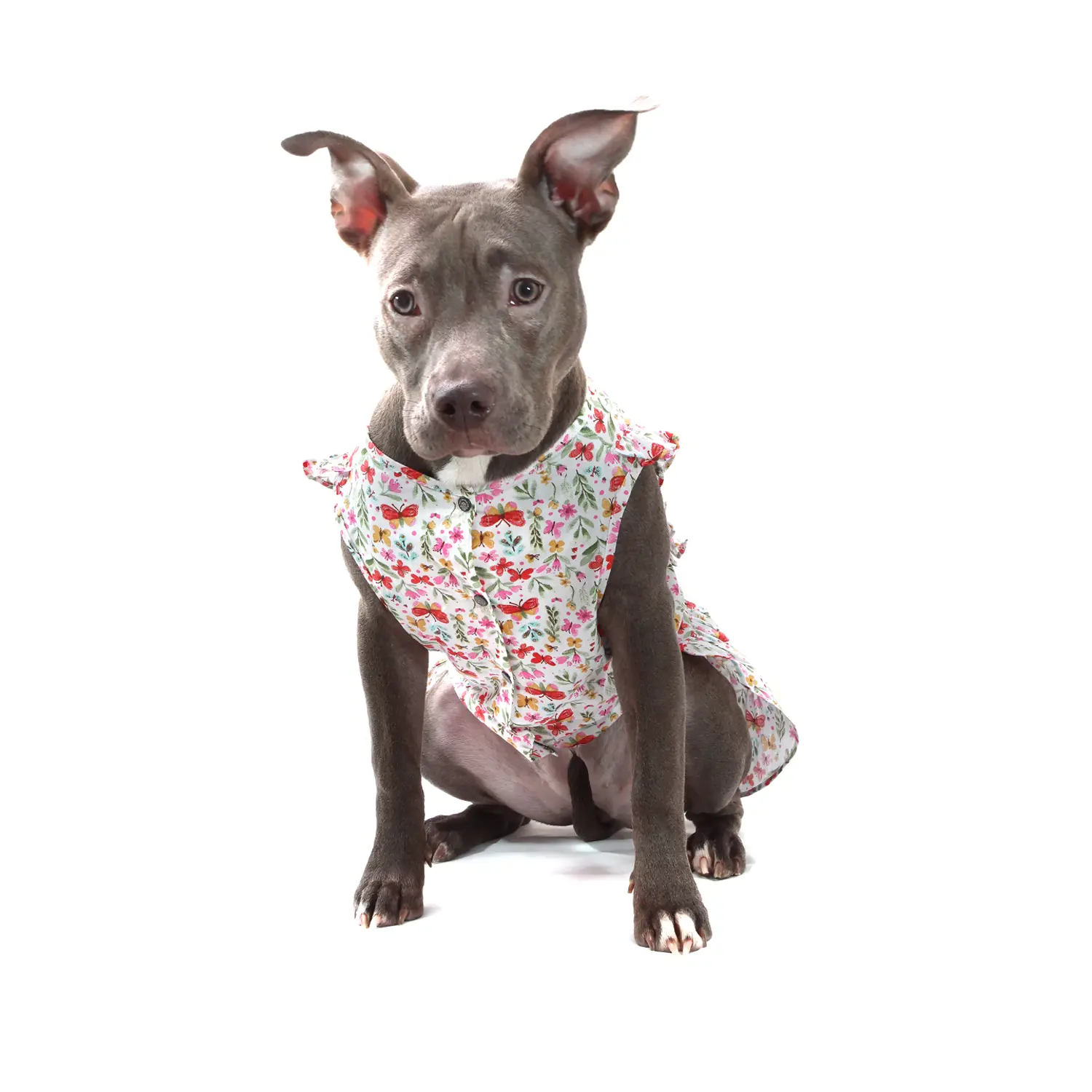 vestido-borboletas-bege-PP-bichinho-chic-pet-grande-de-frente