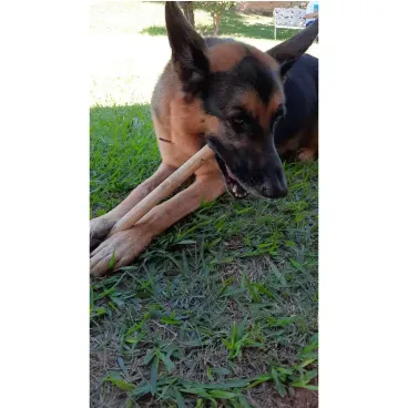 5-Brinquedo Mordedor Sustentavel Wood Amicus GD