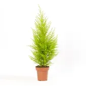 Tuia Holandesa Natural Pote 20