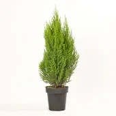 Tuia Strickita Planta Natural Pote 24