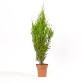 Tuia Strickita Planta Natural Pote 20