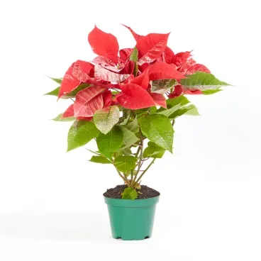 Poinsetia-Neve---Flor-de-Natal-Pote-11