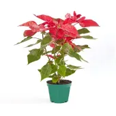 Poinsetia Neve - Flor de Natal Pote 14