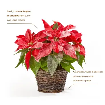 2-Poinsetia-Neve---Flor-de-Natal-Pote-14