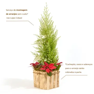 2-Tuia-Holandesa-Neve---Arvore-de-Natal-Pote-14