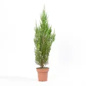 Tuia Strickita Neve - Árvore de Natal Pote 14