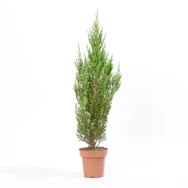 Tuia-Strickita-Neve---Arvore-de-Natal-Pote-14