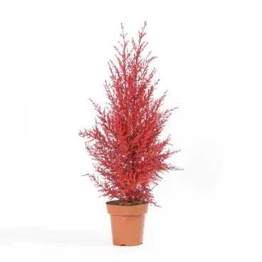 Tuia-Holandesa-Colours---Arvore-de-Natal-Pote-14