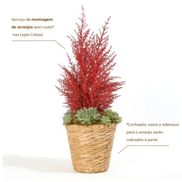 2-Tuia-Holandesa-Colours---Arvore-de-Natal-Pote-14