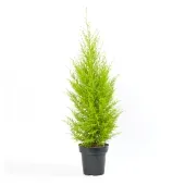 Tuia Holandesa Natural Pote 24