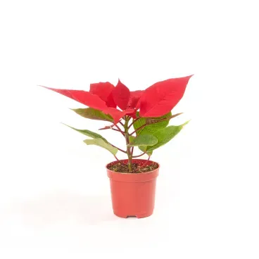 Poinsettia-Vermelho---Bico-de-Papagaio---Pote-06