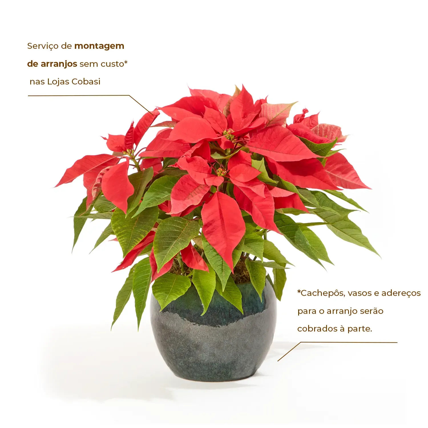 2-Poinsettia-Vermelho---Bico-de-Papagaio---Pote-06